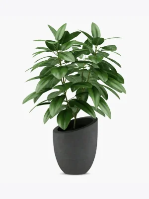 ZZ Plant