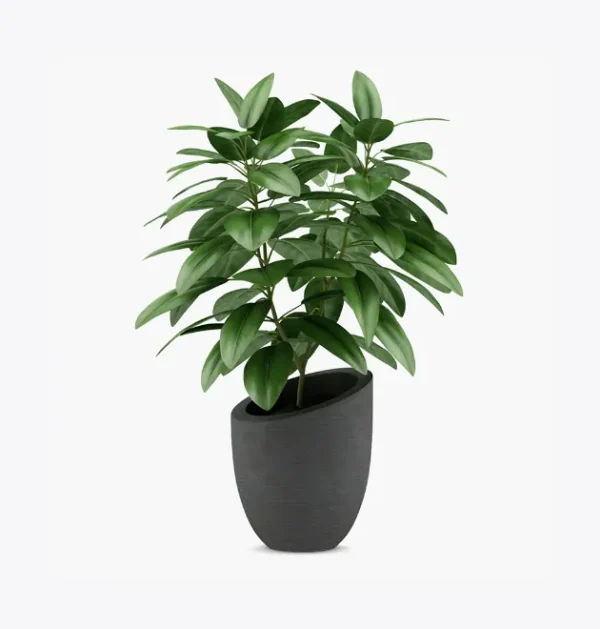 ZZ Plant