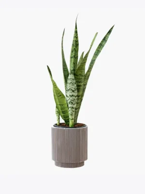 Snake Plant